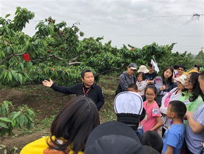 關(guān)于櫻桃園的詩句
