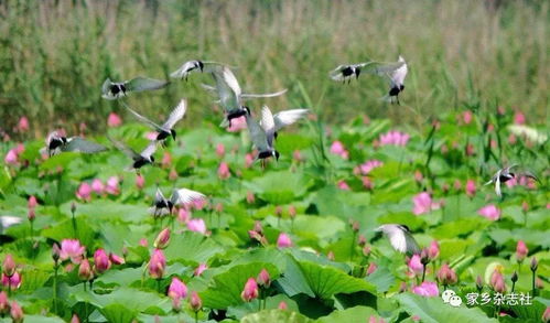 關(guān)于芊的美的詩(shī)句