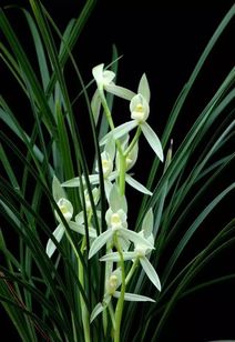 我美麗的花的古詩句