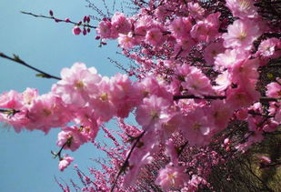 關(guān)于桃花盛開(kāi)的詩(shī)句