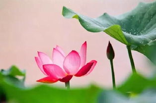 關(guān)于雨后耕種的古詩句