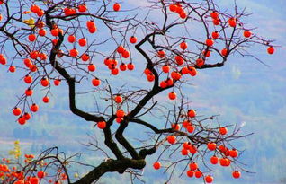 描寫秋天的山的詩句古詩大全