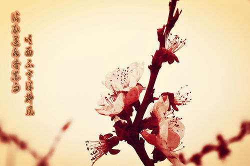 杏的詩(shī)句古詩(shī)