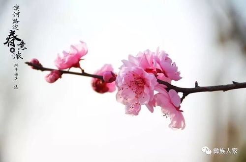 有關于春花的浪漫的詩句