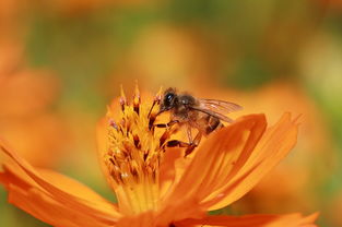 形容感恩感謝的古詩(shī)句,形容感謝兄弟情義的古詩(shī),形容蜜蜂勤勞的古詩(shī)