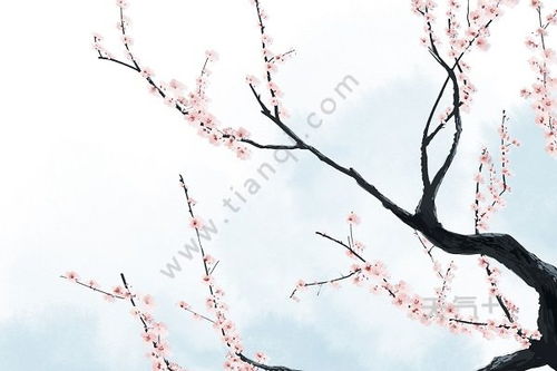 杏花,古詩,詩句