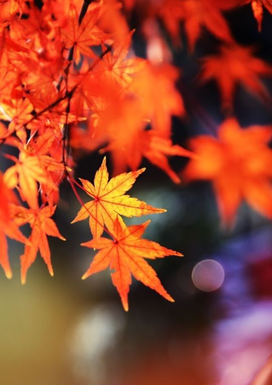 關(guān)于楓葉美的詩(shī)句