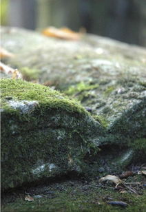 帶有蒼苔的古詩句