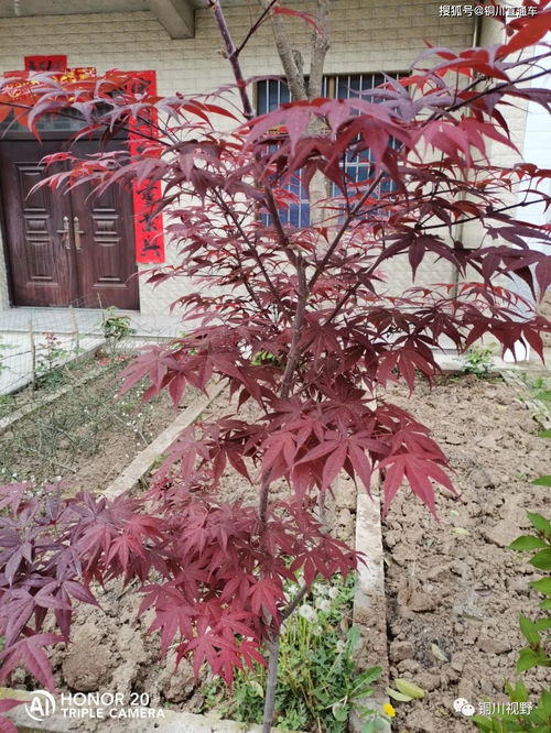 春意盎然,古詩(shī),詩(shī)句,描寫