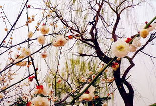 含顏色的詩句古詩