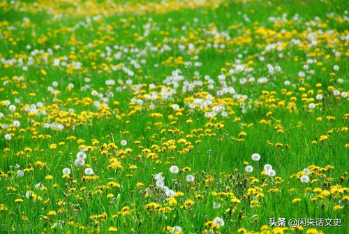 含有花紅柳綠的古詩(shī)詩(shī)句