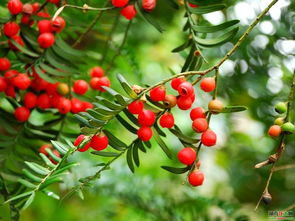 紅豆杉的古詩(shī)句