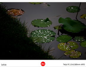 關(guān)于雨的詩(shī)句大珠小珠