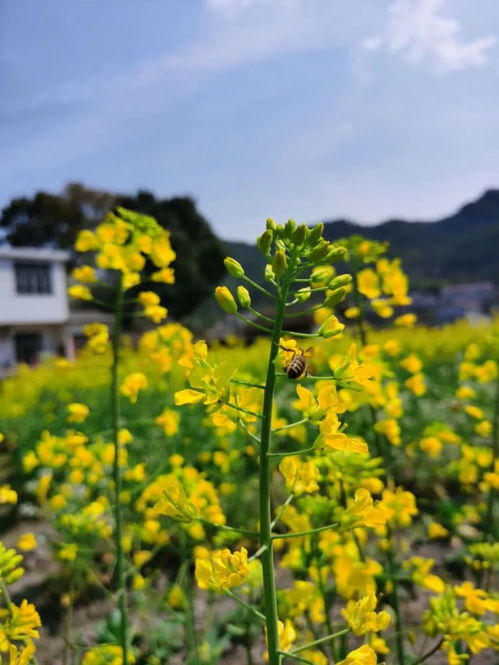 描寫春天油菜花的詩句,描寫羅平油菜花的詩句,描寫興化油菜花的詩句
