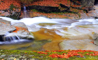 贊美楓葉的詩句古詩詞