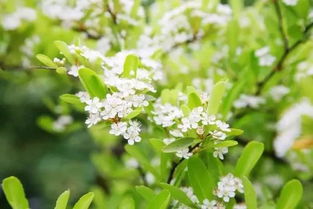 關(guān)于桑葉的詩句古詩詞