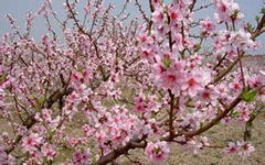 美麗的桃花作文開頭