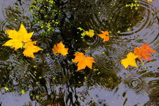 關于秋雨的作文：秋雨(秋雨作文)