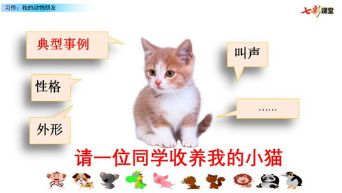 我的動物朋友貓作文開頭