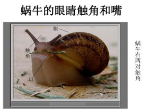 蝸牛毛毛蟲(chóng)蚯蚓的作文開(kāi)頭