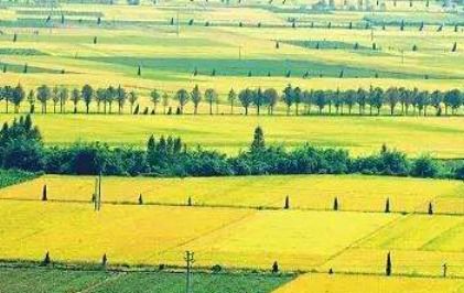 新型農(nóng)業(yè)經(jīng)營主體(我國新型農(nóng)業(yè)經(jīng)營主體融資模式)