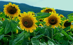 最美的風(fēng)景作文開頭太陽花