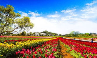 木蘭花鄉(xiāng)作文開頭