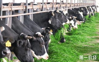 畜牧(畜牧實(shí)習(xí)總結(jié))