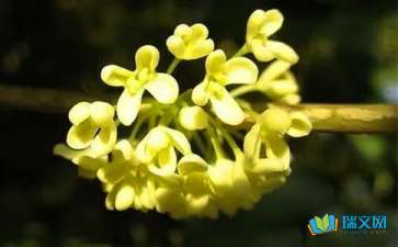 寫桂花的作文開頭用排比句