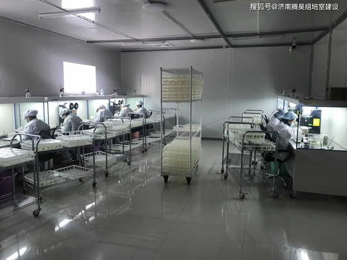 工廠化生產(chǎn)組培苗的成本控制技術(shù)(什么是工廠化育苗 )