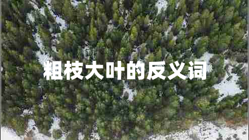 粗枝大葉的反義詞