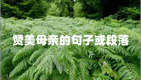 贊美母親的句子或段落 贊美母親的句子或段落