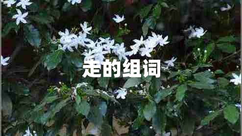 走的組詞 走的組詞