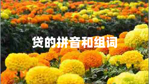 貸的拼音和組詞