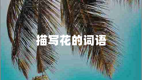 描寫花的詞語
