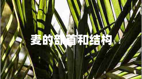 麥的部首和結構