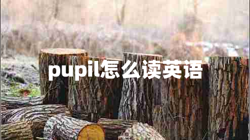 pupil怎么讀英語 pupil怎么讀英語
