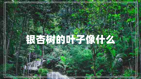 銀杏樹(shù)的葉子像什么