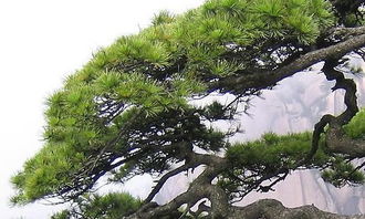 關(guān)于秋天校園松樹的作文