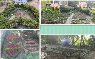 秋天的校園農(nóng)莊作文