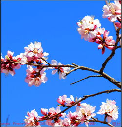 校園里的桃花林作文