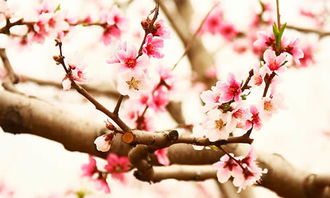 校園里的桃花樹作文350字三年級,我的桃花樹作文三年級,校園里的桃花樹作文300字