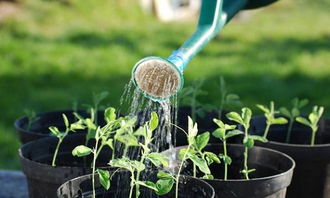 校園里澆花水作文