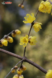 小學生作文校園新事