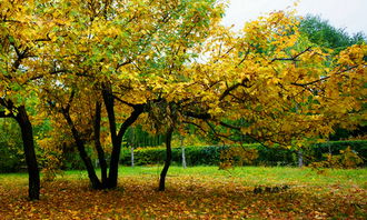 校園秋景的作文600字以內(nèi)