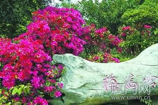 作文,初中,校園,三角梅