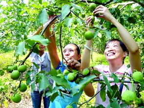 校園采摘節(jié)核桃作文