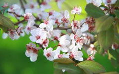 春天的校園真美作文三年級(jí),春天的校園真美作文300字三年級(jí),春天的校園真美作文300字