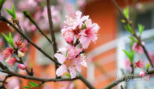 美麗的桃花林作文,描寫桃花林的作文,桃花林作文400字
