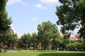 中學(xué)校園美景的作文